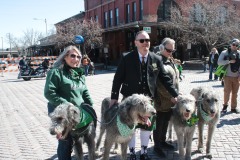 irish_wolf_hounds3