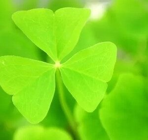 Shamrock Sponsor